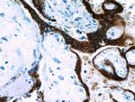 Placental lactogen Antibody in Immunohistochemistry (Paraffin) (IHC (P))