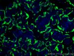 Placental lactogen Antibody in Immunohistochemistry (PFA fixed) (IHC (PFA))