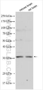 METRN Antibody in Western Blot (WB)