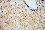BTD Antibody in Immunohistochemistry (Paraffin) (IHC (P))