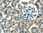 GPR146 Antibody in Immunohistochemistry (Paraffin) (IHC (P))