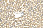 GPR146 Antibody in Immunohistochemistry (Paraffin) (IHC (P))