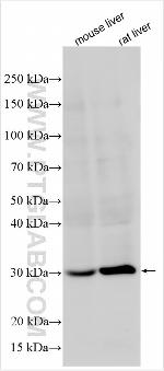 ATP5S Antibody in Western Blot (WB)