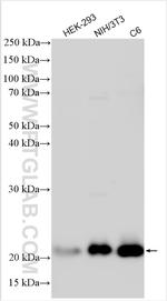 RAP1A Antibody in Western Blot (WB)