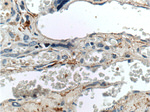 ABP1 Antibody in Immunohistochemistry (Paraffin) (IHC (P))