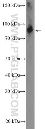 ABP1 Antibody in Western Blot (WB)