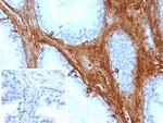 Decorin Monoclonal Antibody (DCN/3521)