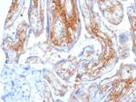Decorin/PGS2 Monoclonal Antibody (DCN/6289)