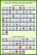 Decorin Recombinant Rabbit Monoclonal Antibody (MSVA-537R)