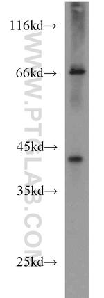 GFOD2 Antibody in Western Blot (WB)