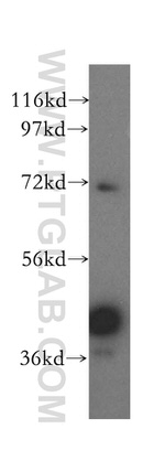 GFOD2 Antibody in Western Blot (WB)