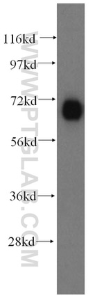 FARSB Antibody in Western Blot (WB)