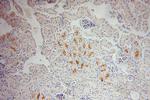SLC3A1 Antibody in Immunohistochemistry (Paraffin) (IHC (P))