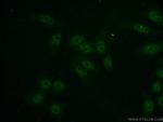 GINS3 Antibody in Immunocytochemistry (ICC/IF)