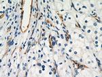 AGER Antibody in Immunohistochemistry (Paraffin) (IHC (P))