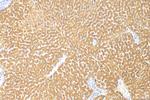 CYP2C9 Antibody in Immunohistochemistry (Paraffin) (IHC (P))