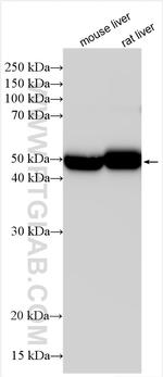 CYP2C9 Antibody in Western Blot (WB)
