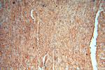 cyclin I Antibody in Immunohistochemistry (Paraffin) (IHC (P))