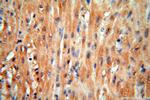 cyclin I Antibody in Immunohistochemistry (Paraffin) (IHC (P))