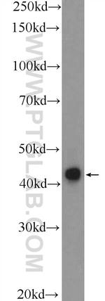 cyclin I Antibody in Western Blot (WB)