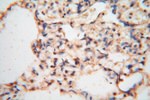 cyclin I Antibody in Immunohistochemistry (Paraffin) (IHC (P))