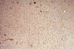 cyclin I Antibody in Immunohistochemistry (Paraffin) (IHC (P))