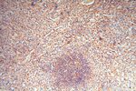 cyclin I Antibody in Immunohistochemistry (Paraffin) (IHC (P))