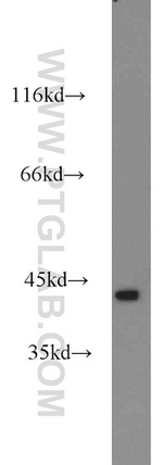 cyclin I Antibody in Western Blot (WB)