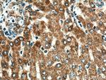 TXNRD2 Antibody in Immunohistochemistry (Paraffin) (IHC (P))