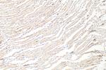 TMEM43 Antibody in Immunohistochemistry (Paraffin) (IHC (P))