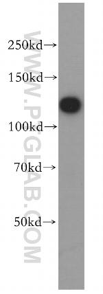 HNRNPU Antibody in Western Blot (WB)
