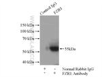 FZR1 Antibody in Immunoprecipitation (IP)