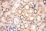 PIGO Antibody in Immunohistochemistry (Paraffin) (IHC (P))