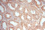PIGO Antibody in Immunohistochemistry (Paraffin) (IHC (P))
