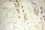 PIGO Antibody in Immunohistochemistry (Paraffin) (IHC (P))