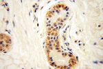 PIGO Antibody in Immunohistochemistry (Paraffin) (IHC (P))