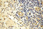 PIGO Antibody in Immunohistochemistry (Paraffin) (IHC (P))