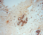 GTPBP9 Antibody in Immunohistochemistry (Paraffin) (IHC (P))