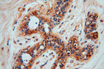 GTPBP9 Antibody in Immunohistochemistry (Paraffin) (IHC (P))