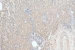 GTPBP9 Antibody in Immunohistochemistry (Paraffin) (IHC (P))