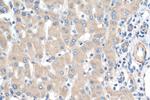 GTPBP9 Antibody in Immunohistochemistry (Paraffin) (IHC (P))