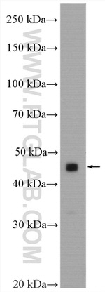 GTPBP9 Antibody in Western Blot (WB)