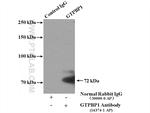 GTPBP1 Antibody in Immunoprecipitation (IP)