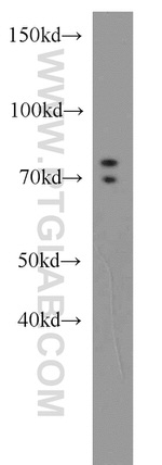 GTPBP1 Antibody in Western Blot (WB)