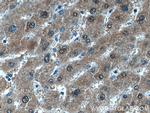 GMPS Antibody in Immunohistochemistry (Paraffin) (IHC (P))