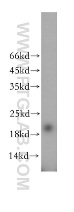 MRPS28 Antibody in Western Blot (WB)