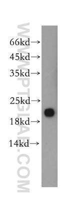 MRPS28 Antibody in Western Blot (WB)