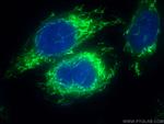 MRPS28 Antibody in Immunocytochemistry (ICC/IF)