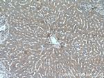 MRPS28 Antibody in Immunohistochemistry (Paraffin) (IHC (P))