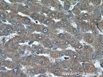 MRPS28 Antibody in Immunohistochemistry (Paraffin) (IHC (P))